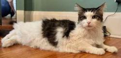Lost Male Cat last seen Holmes Rd. & 86th St. near Center High School, Kansas City, MO 64131