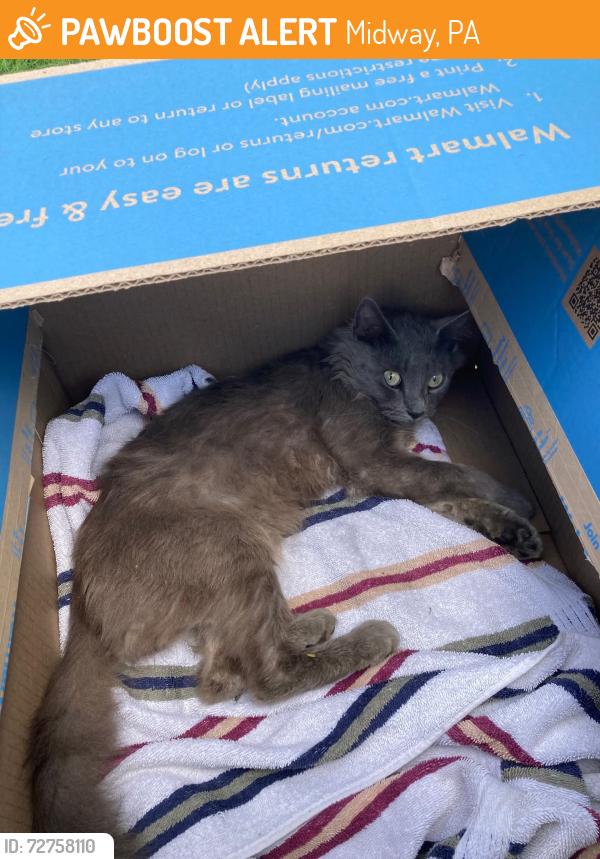 Found/Stray Male Cat last seen Near block on Dilly street , Midway, PA 15060