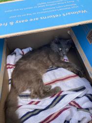 Found/Stray Male Cat last seen Near block on Dilly street , Midway, PA 15060