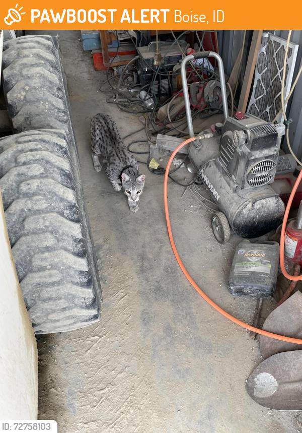 Found/Stray Unknown Cat last seen Off Federal Way between  E Bergeson and Boeing Lane, Boise, ID 83716