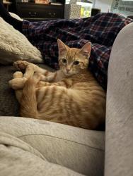 Lost Male Cat last seen Near Oak hill west, Bedford, IN 47421