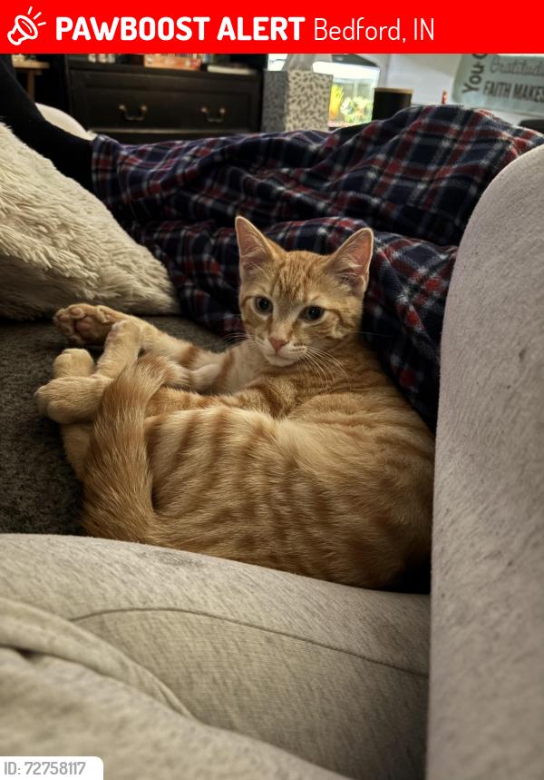 Lost Male Cat last seen Near Oak hill west, Bedford, IN 47421