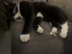 Found/Stray Female Cat last seen Blakesley road , Stechford, England B33 8BX