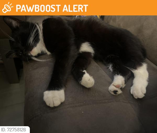 Found/Stray Female Cat last seen Blakesley road , Stechford, England B33 8BX