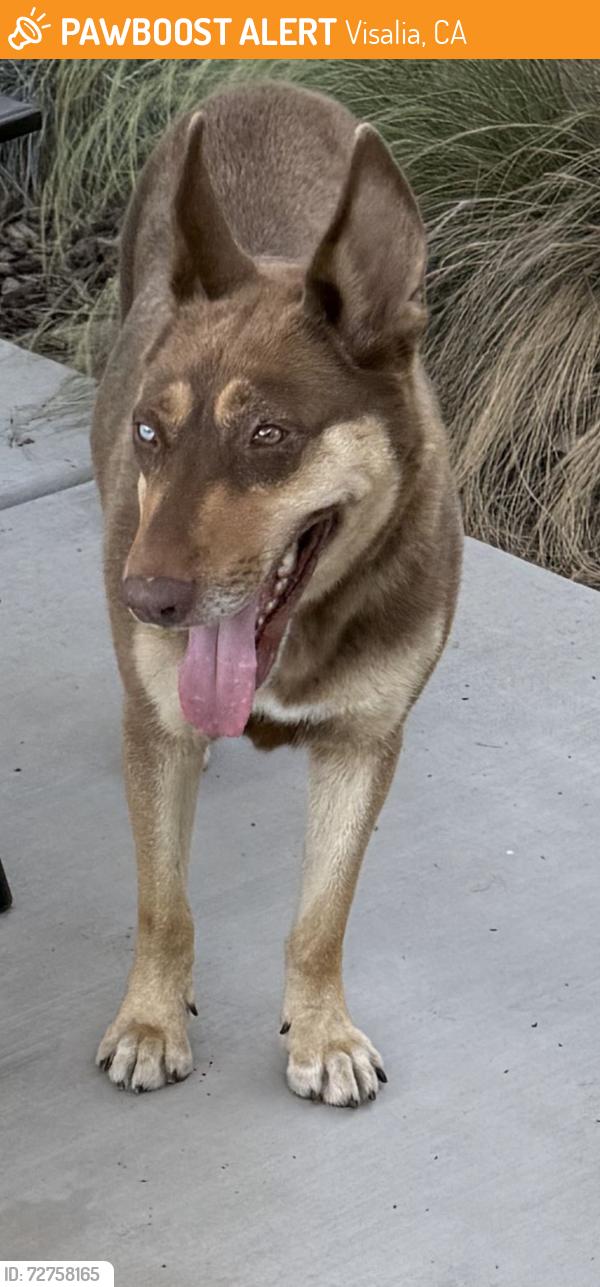 Found/Stray Female Dog last seen Near St John’s River, Visalia, CA 93277
