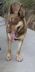 Found/Stray Female Dog last seen Near St John’s River, Visalia, CA 93277