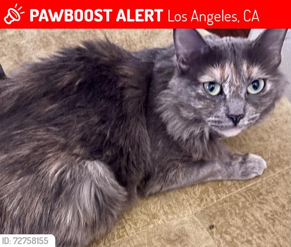 Lost Female Cat last seen reseda, Los Angeles, CA 91335