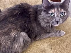 Lost Female Cat last seen reseda, Los Angeles, CA 91335