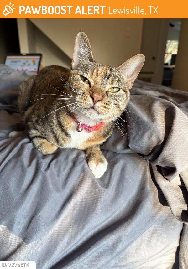 Found/Stray Female Cat last seen Purnell st, Lewisville, TX 75067