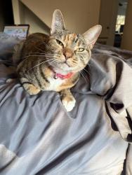 Found/Stray Female Cat last seen Purnell st, Lewisville, TX 75067