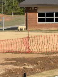 Found/Stray Unknown Dog last seen Thanksgiving Elementary School, Selma, NC 27576