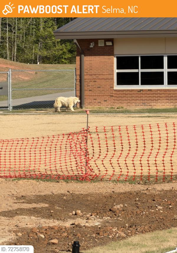 Found/Stray Unknown Dog last seen Thanksgiving Elementary School, Selma, NC 27576