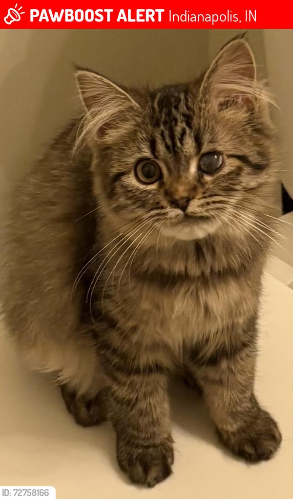 Lost Female Cat last seen Clarendon Rd, Indianapolis IN, Indianapolis, IN 46208