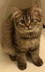 Lost Female Cat last seen Clarendon Rd, Indianapolis IN, Indianapolis, IN 46208