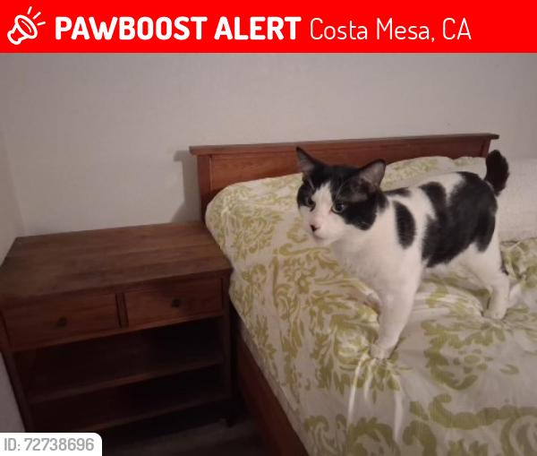 Lost Male Cat last seen Victoria and placenta ave costa mesa ca, Costa Mesa, CA 92627