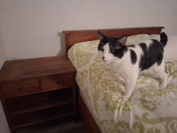 Lost Male Cat last seen Victoria and placenta ave costa mesa ca, Costa Mesa, CA 92627