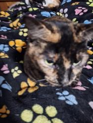 Lost Female Cat last seen Voltaire, Moltere, Angelique, Houston, TX 77065