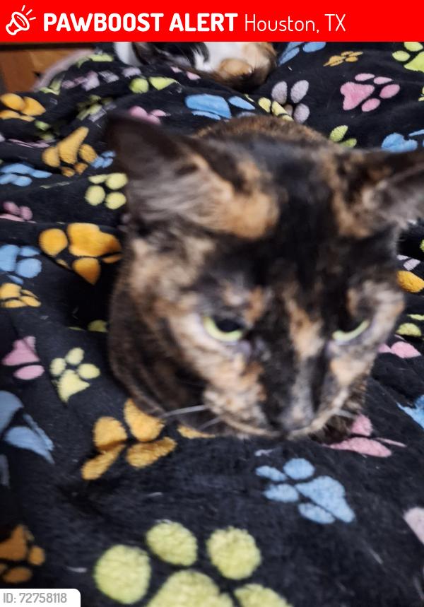 Lost Female Cat last seen Voltaire, Moltere, Angelique, Houston, TX 77065