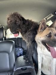 Found/Stray Unknown Dog last seen Amber ridge and cougar trail , Fort Worth, TX 76108