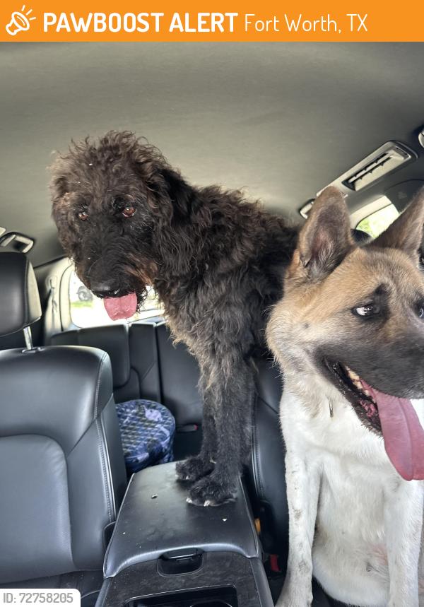 Found/Stray Unknown Dog last seen Amber ridge and cougar trail , Fort Worth, TX 76108
