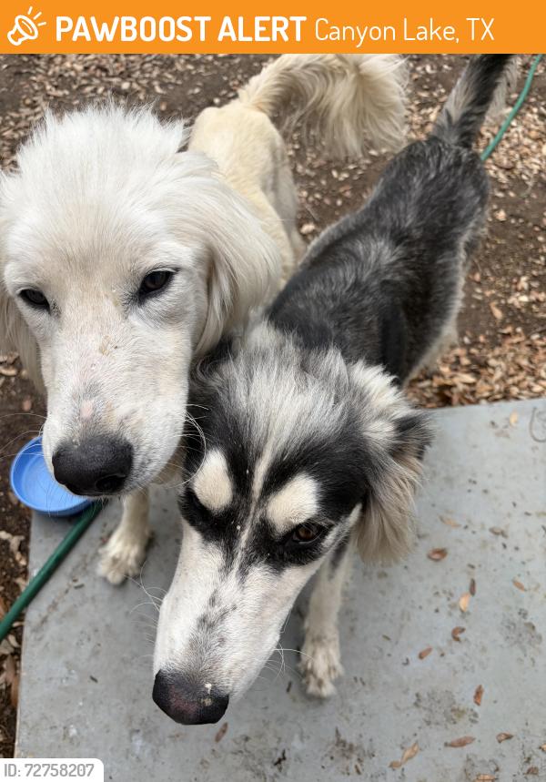 Found/Stray Male Dog last seen Demi John Bend Rd, Canyon Lake, TX 78133