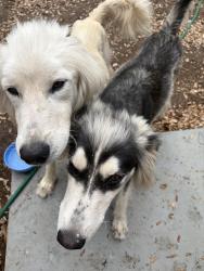 Found/Stray Male Dog last seen Demi John Bend Rd, Canyon Lake, TX 78133
