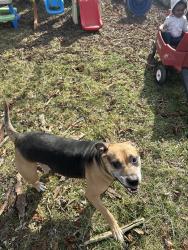 Lost Male Dog last seen Ingham st, Lansing, MI 48911