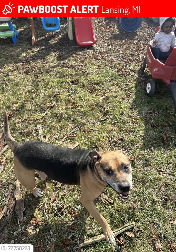 Lost Male Dog last seen Ingham st, Lansing, MI 48911