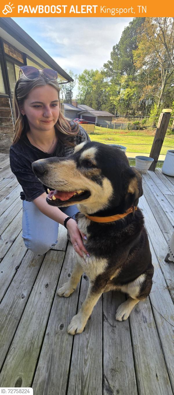 Found/Stray Male Dog last seen Liberty Church Road & Highway 36, Kingsport, TN 37615