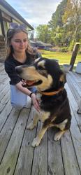 Found/Stray Male Dog last seen Liberty Church Road & Highway 36, Kingsport, TN 37615