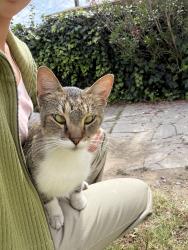 Found/Stray Unknown Cat last seen Elm St & Isabel st, Los Angeles, CA 90065