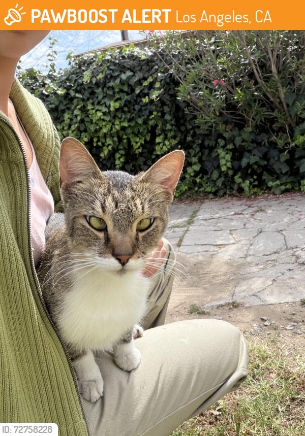 Found/Stray Unknown Cat last seen Elm St & Isabel st, Los Angeles, CA 90065