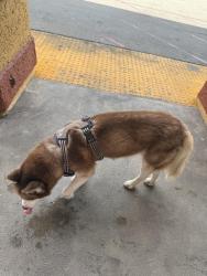 Found/Stray Male Dog last seen Maple and Washington , Los Angeles, CA 90015