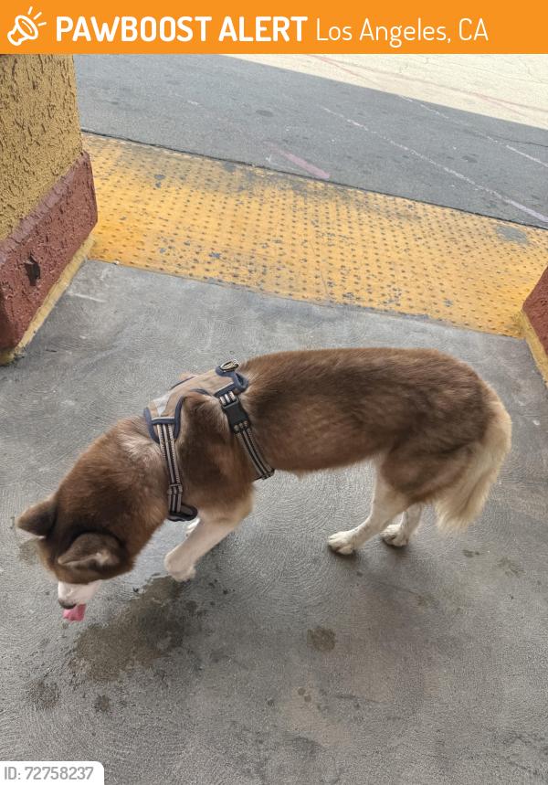 Found/Stray Male Dog last seen Maple and Washington , Los Angeles, CA 90015