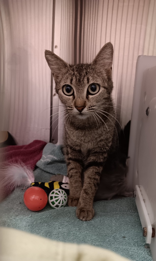 Shelter Stray Female Cat last seen Bexar County, New Braunfels, TX 78130