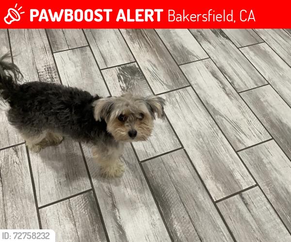 Lost Female Dog last seen Fairview, Bakersfield, CA 93304