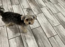 Lost Female Dog last seen Fairview, Bakersfield, CA 93304