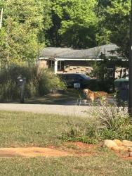 Found/Stray Unknown Dog last seen Going across street , Lexington County, SC 29212