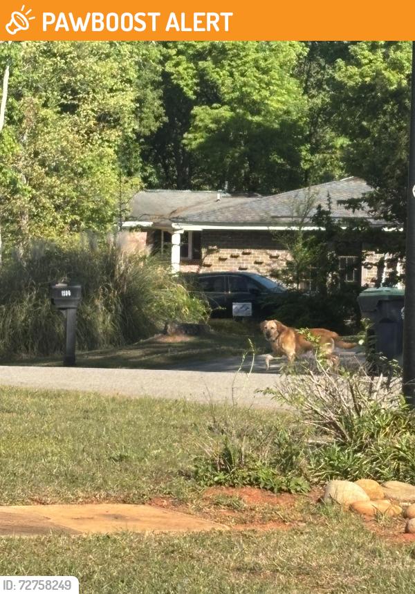 Found/Stray Unknown Dog last seen Going across street , Lexington County, SC 29212