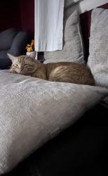 Lost Male Cat last seen Southwick drive , Lancaster, PA 17601