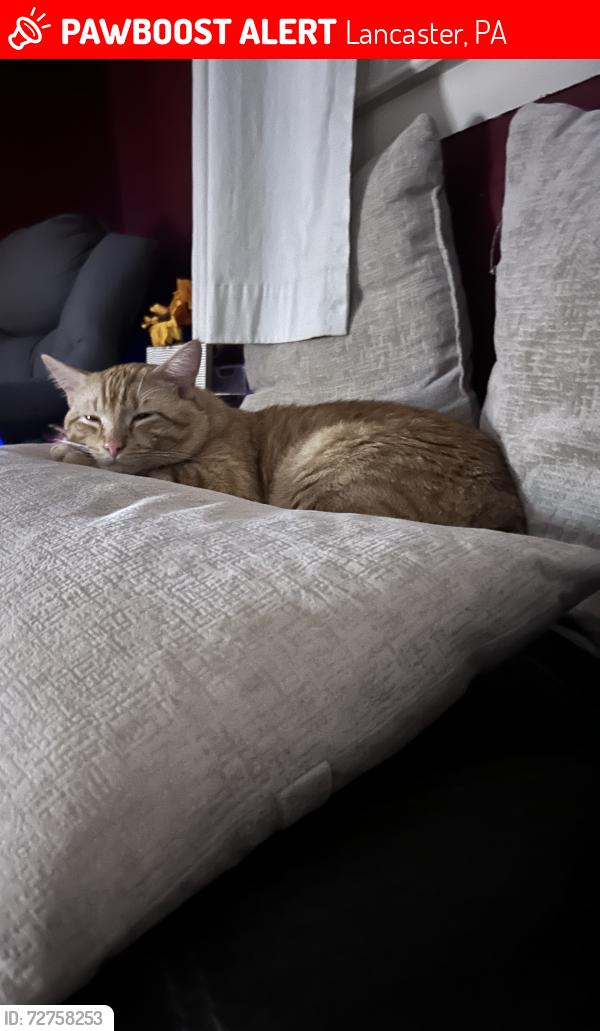 Lost Male Cat last seen Southwick drive , Lancaster, PA 17601