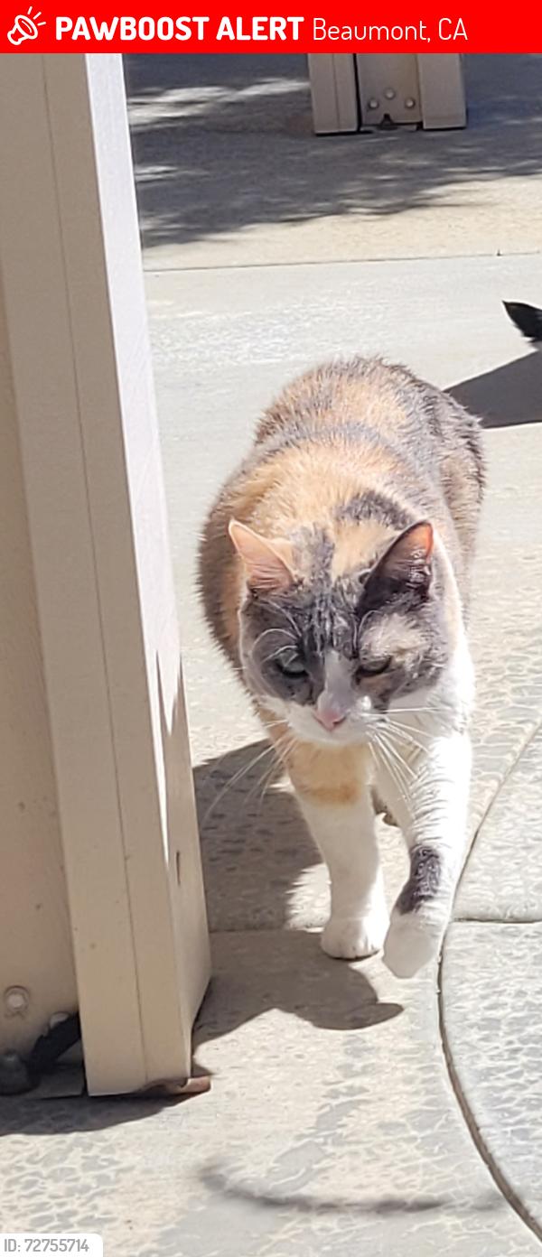 Lost Female Cat last seen PEBBLE BEACH RD SOLERA, Beaumont, CA 92223