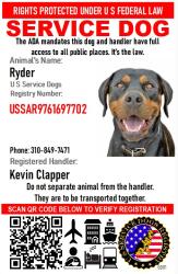 Lost Female Dog last seen Venice beach near rose on the beach , Los Angeles, CA 90291