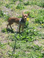 Lost Female Dog last seen Gabler rd, Gardners, PA 17324