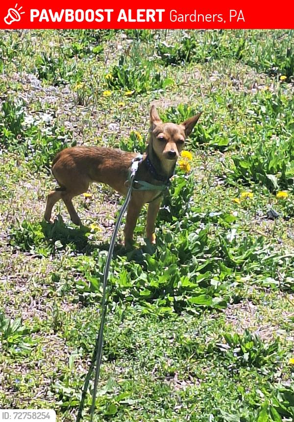 Lost Female Dog last seen Gabler rd, Gardners, PA 17324