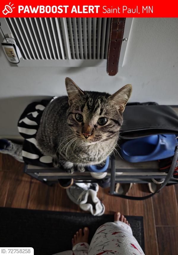 Lost Male Cat last seen Oakdale and Thompson west st paul, Saint Paul, MN 55118