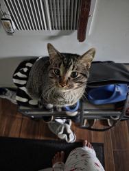 Lost Male Cat last seen Oakdale and Thompson west st paul, Saint Paul, MN 55118