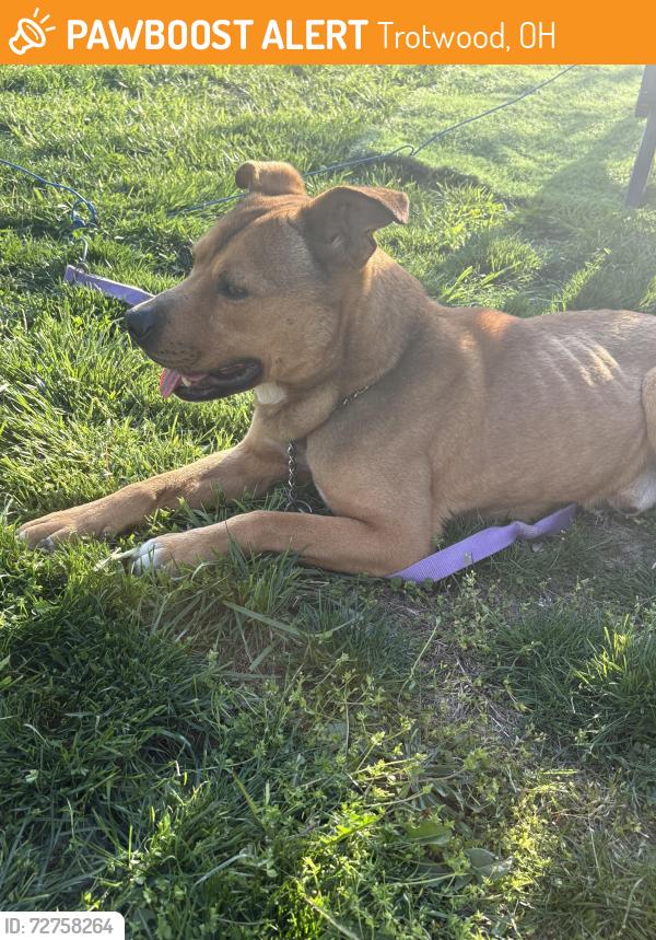 Found/Stray Male Dog last seen Oak view ests , Trotwood, OH 45426