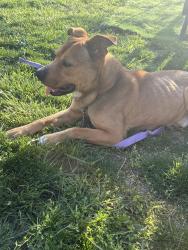 Found/Stray Male Dog last seen Oak view ests , Trotwood, OH 45426