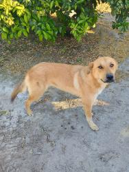 Found/Stray Unknown Dog last seen Road 160 and Avenue 360, Visalia, CA 93292